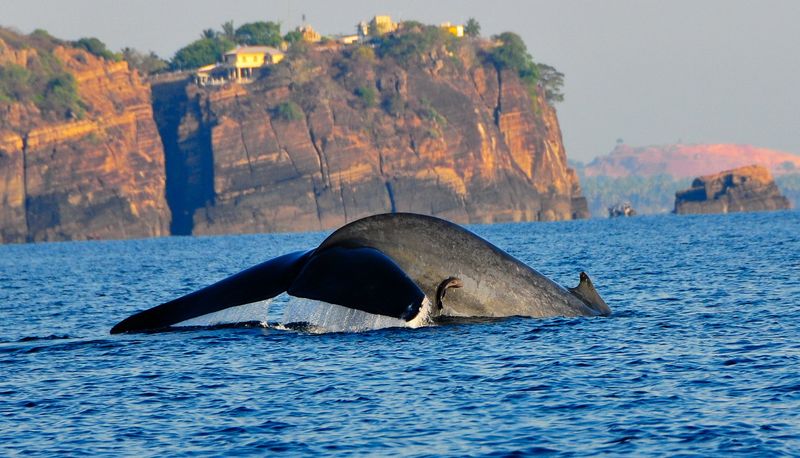 Wild Sri Lanka 1